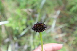 Image of Rayless Sunflower