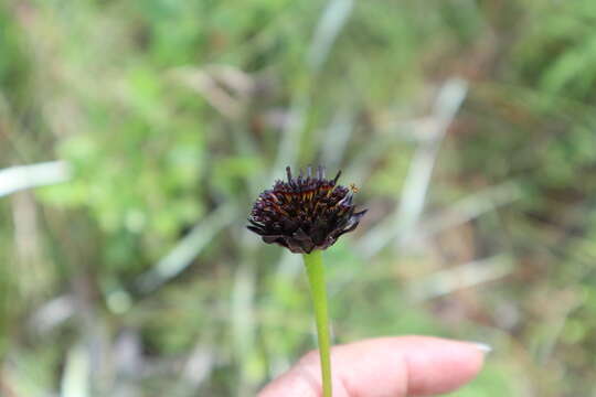 Image of Rayless Sunflower