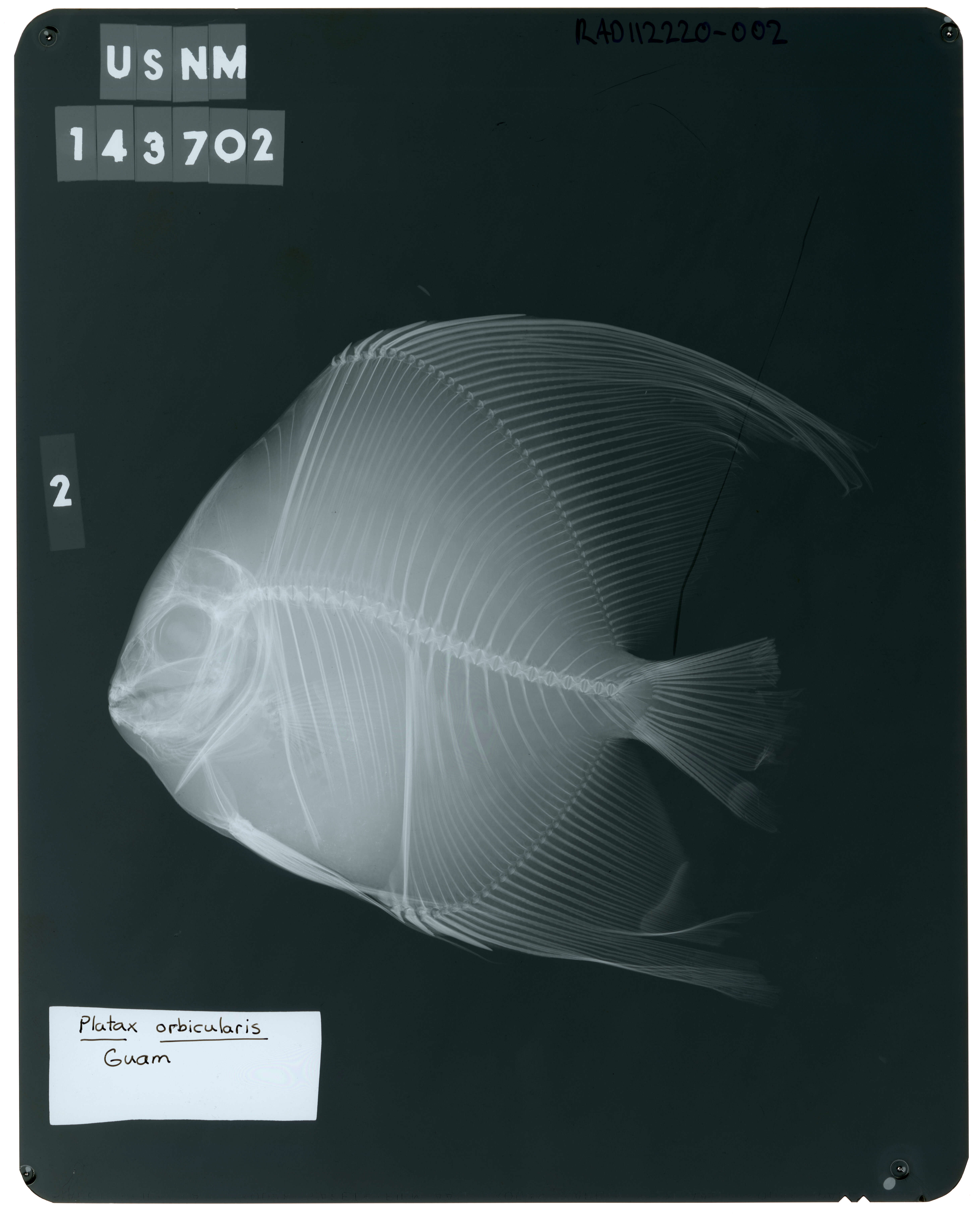 Platax orbicularis (Forsskål 1775) resmi