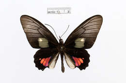 Image of Parides vertumnus (Cramer (1779))