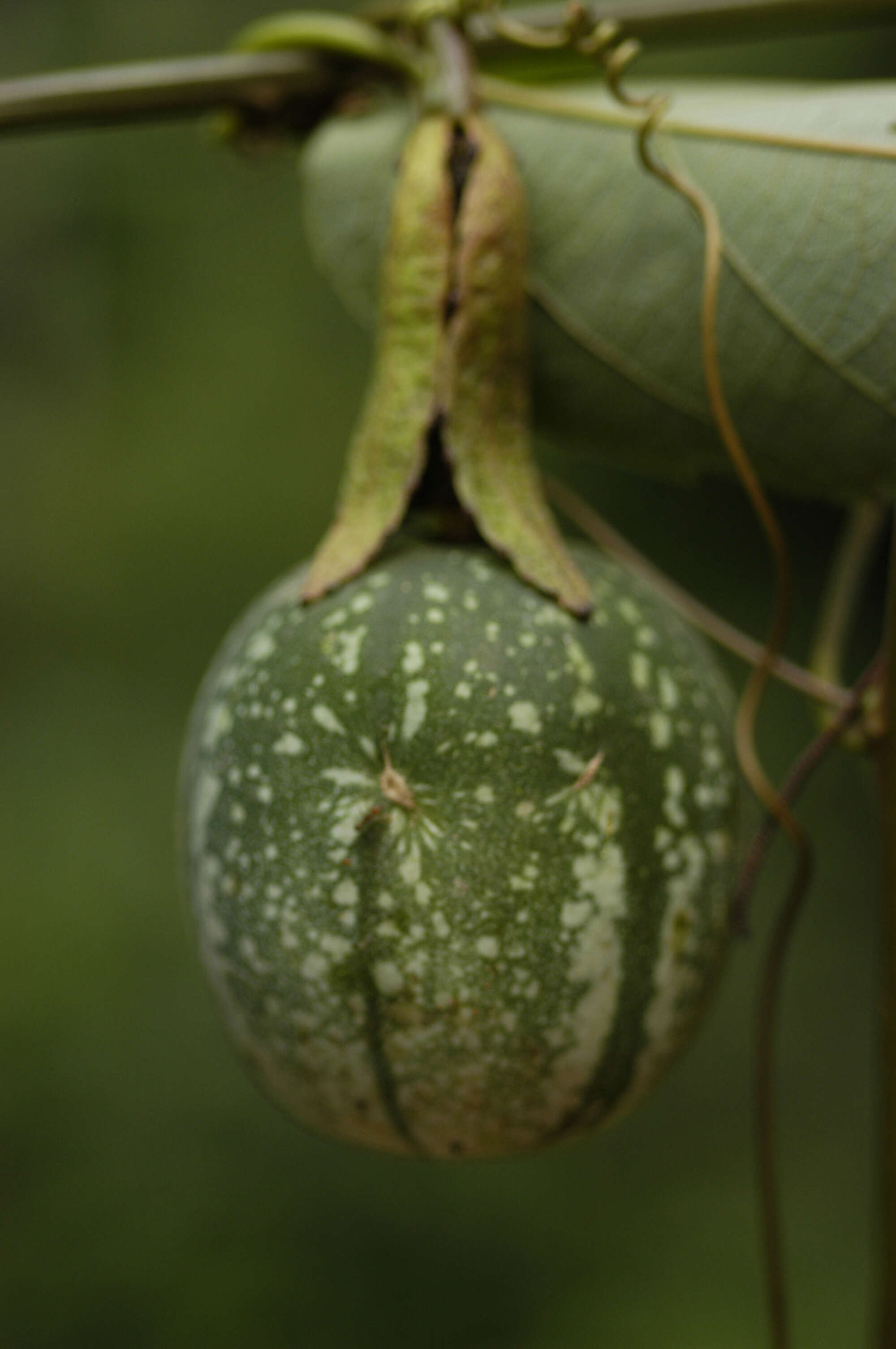 Sivun Passiflora L. kuva