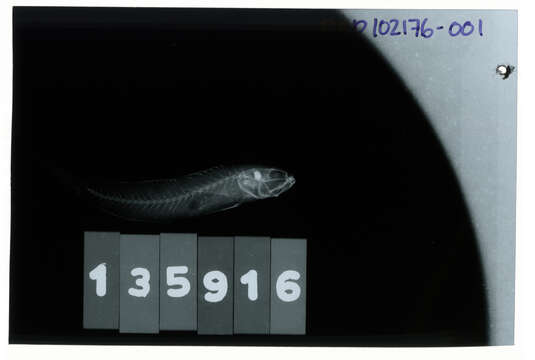 صورة Amblygobius Bleeker 1874