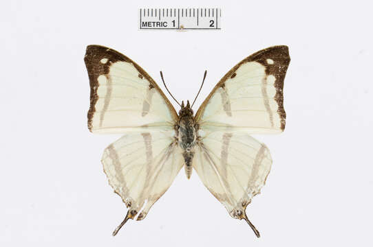 Image of Charaxes kahldeni Homeyer & Dewitz 1882