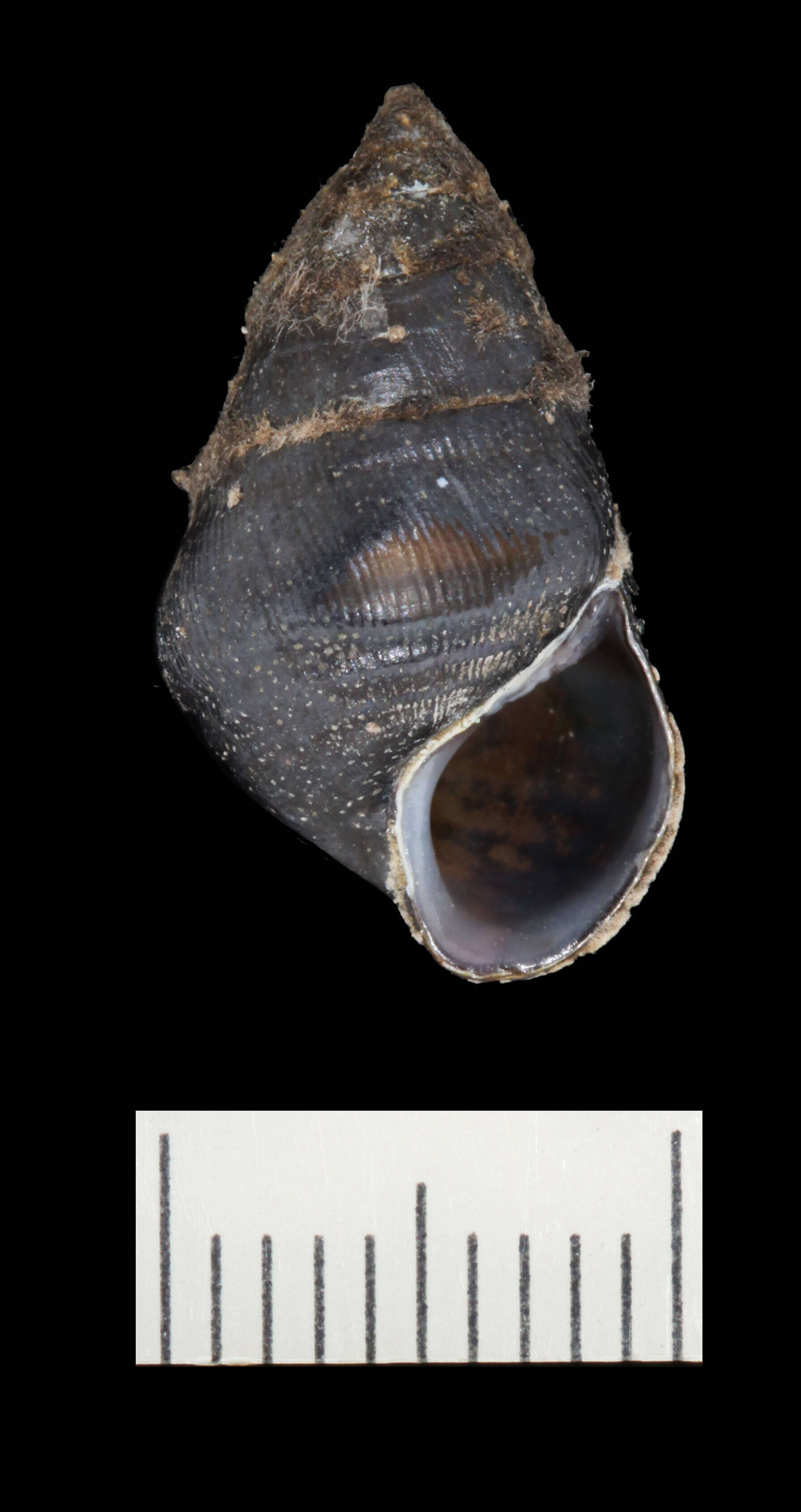 Image of Elimia vanuxemiana (I. Lea 1843)