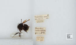 Imagem de Bombus volucelloides Gribodo 1892