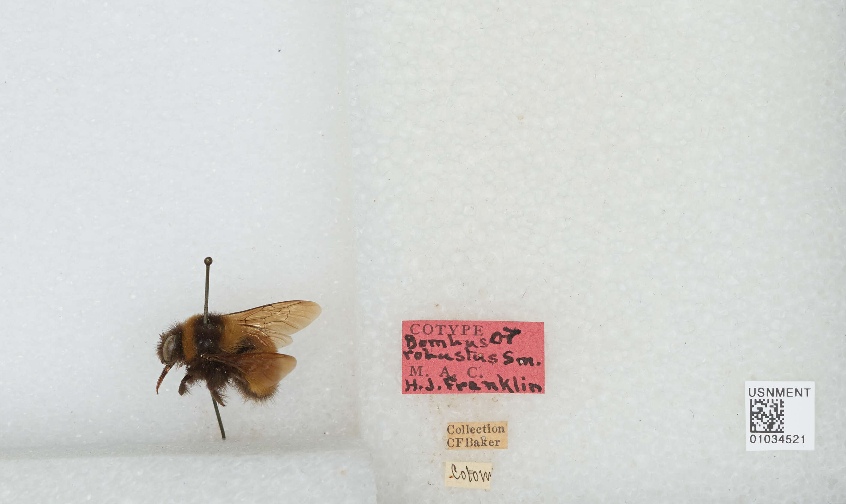 Image of Bombus robustus Smith 1854