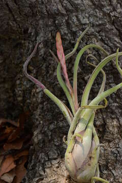 Image of Octopus plant