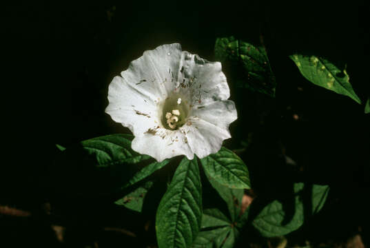 Image of hairy woodrose