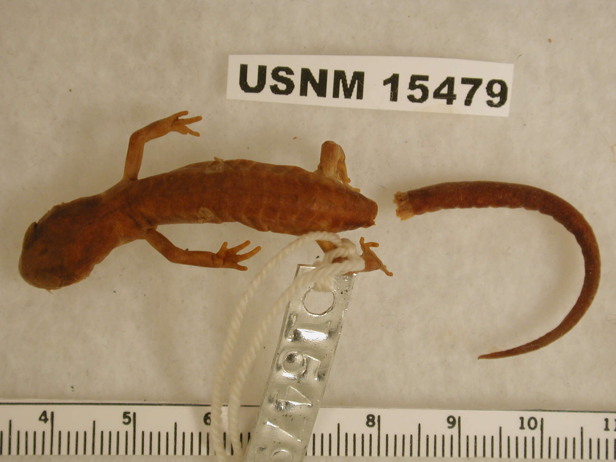 Image de Ensatina eschscholtzii Gray 1850