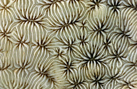 Image of Cactus Coral