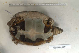 Image of Black River Turtle