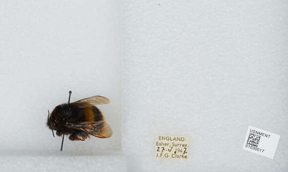 Image of Bombus terrestris audax (Harris 1776)