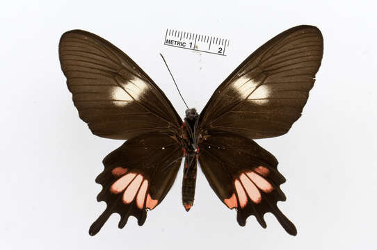 Image of Parides proneus (Hübner 1831)