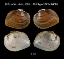 Image of Unio rubidus I. Lea 1861