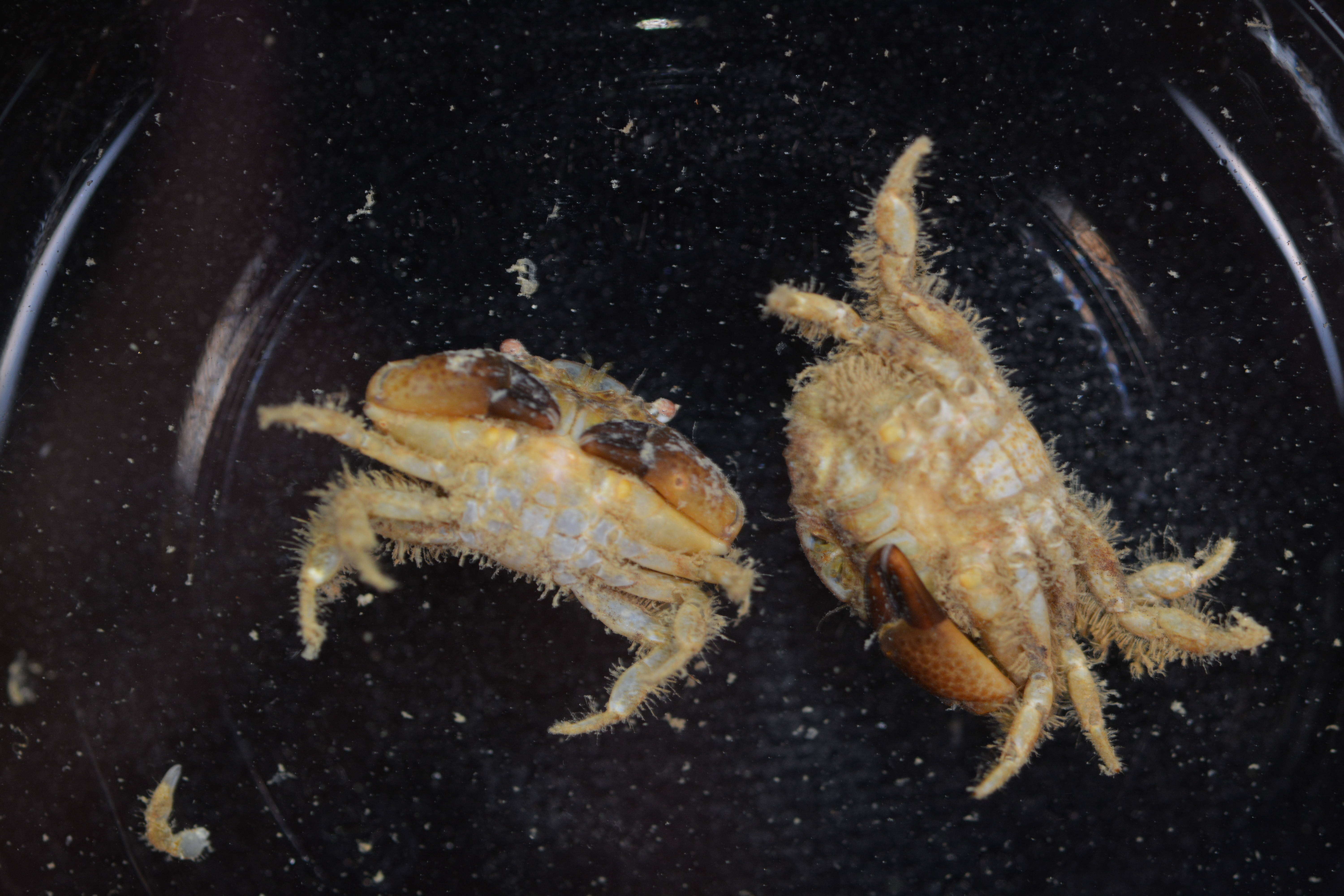 Image of Xanthidae