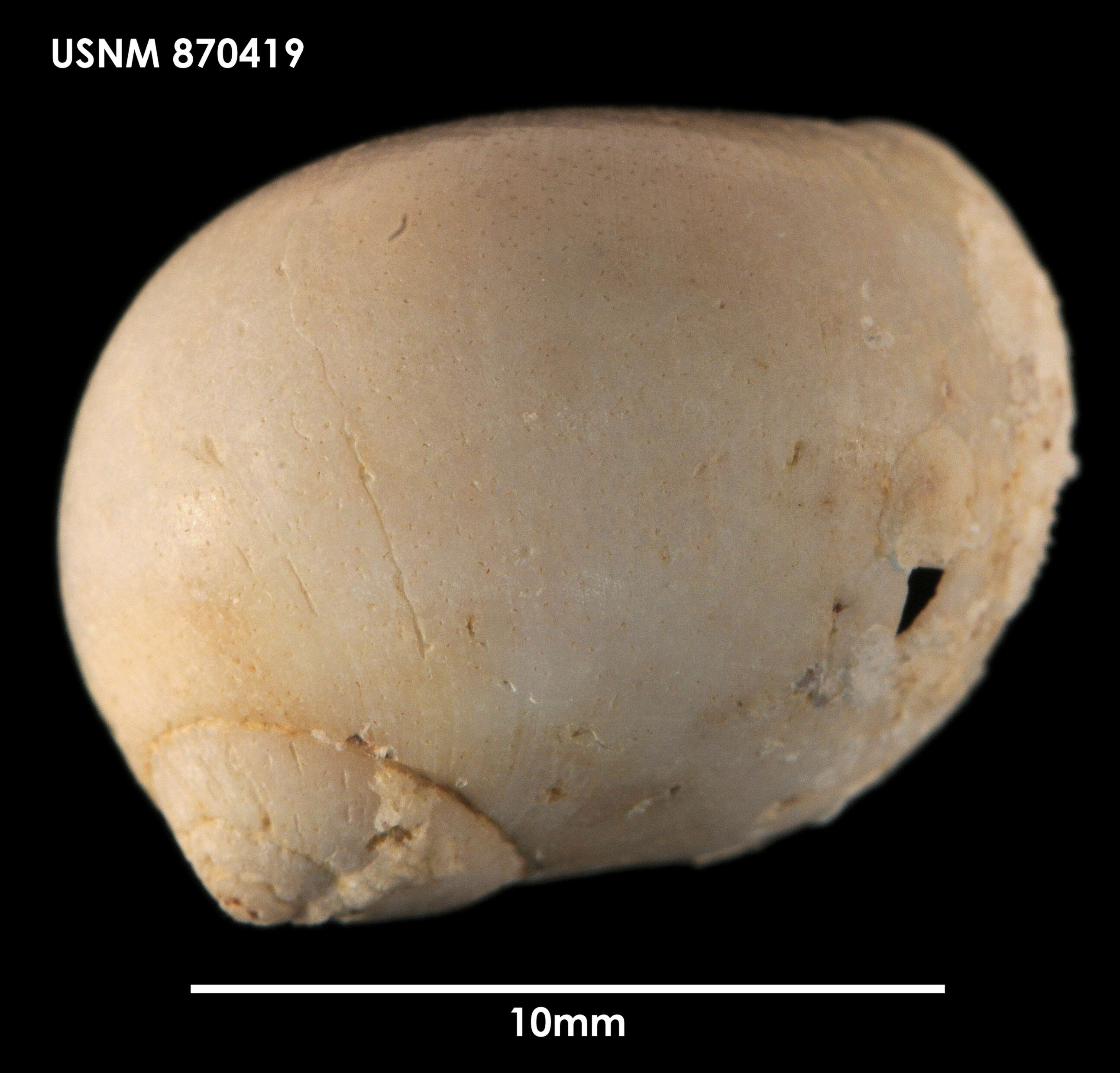 Image of Tectonatica impervia (Philippi 1845)