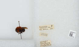 Sivun Bombus rubicundus Smith 1854 kuva