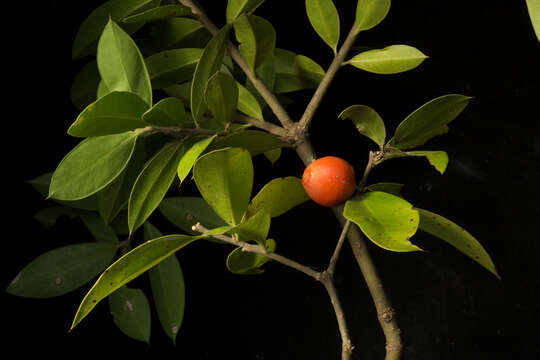 Image of Bonellia macrocarpa subsp. macrocarpa