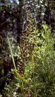 Image of Polynesian Twig-Rush