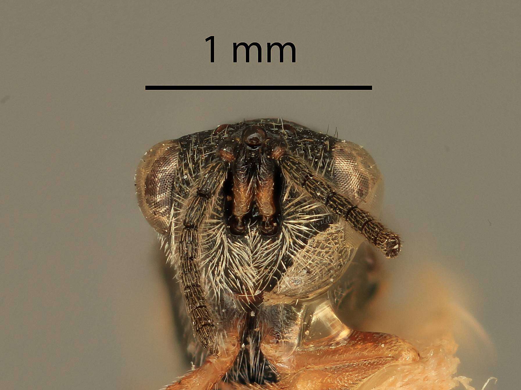 Image of Eurytoma mucronura Bugbee 1941