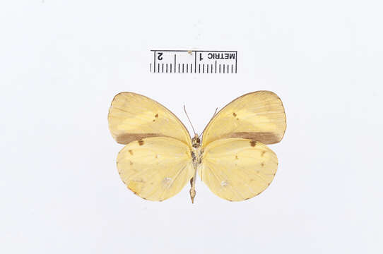 Image of Eurema tominia (Snellen van Vollenhoven 1865)