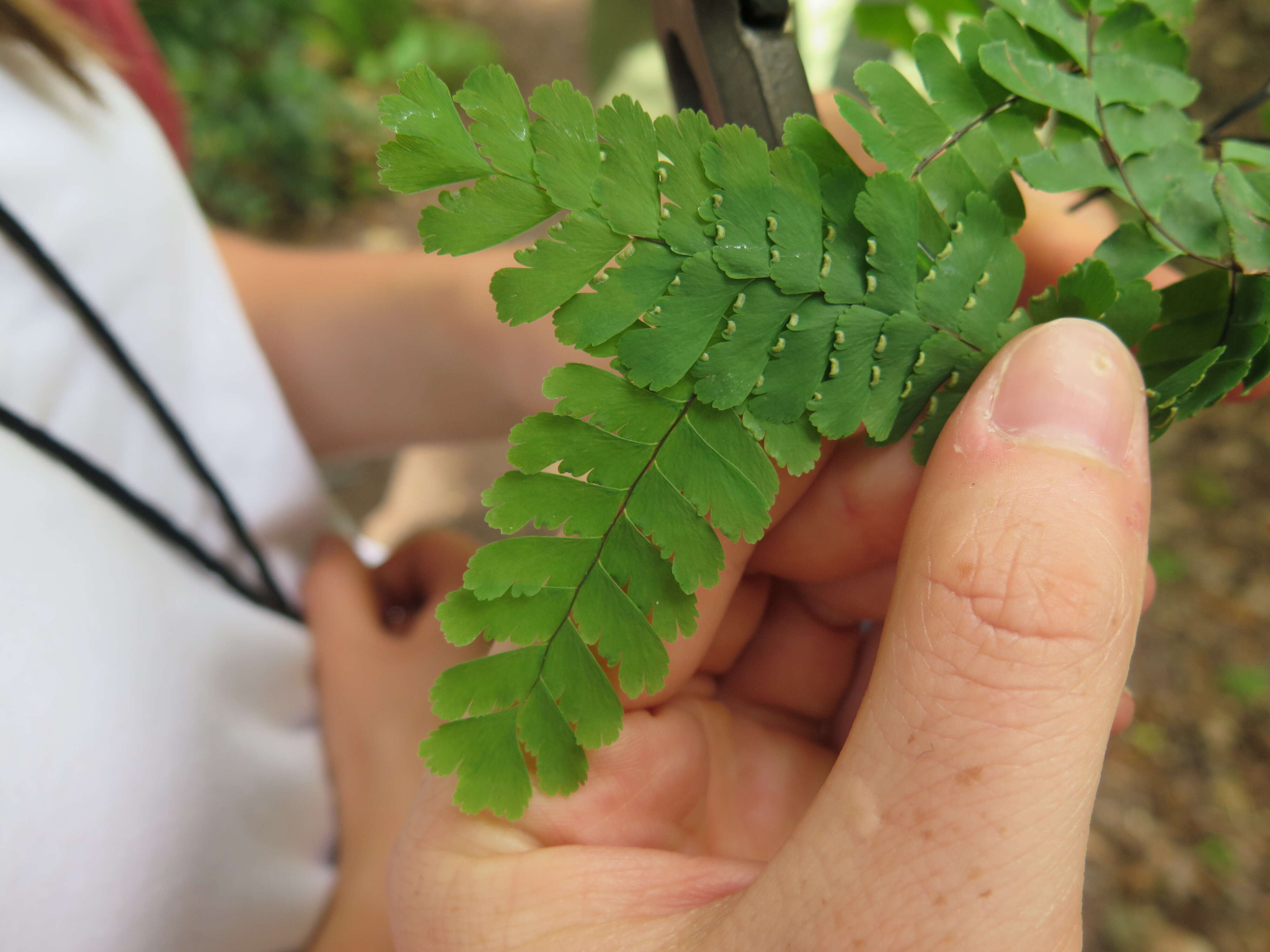 Image of Adiantum L.