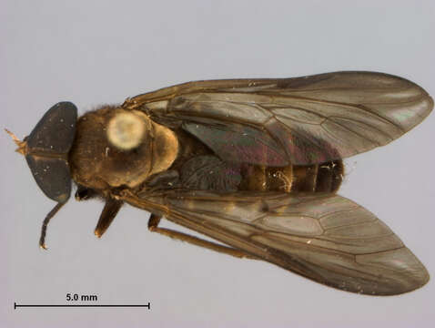 Image of Cydistomyia brunnea Burger 1982