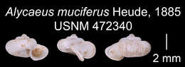 Image of Alycaeus muciferus Heude 1885