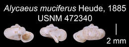 Alycaeus muciferus Heude 1885 resmi