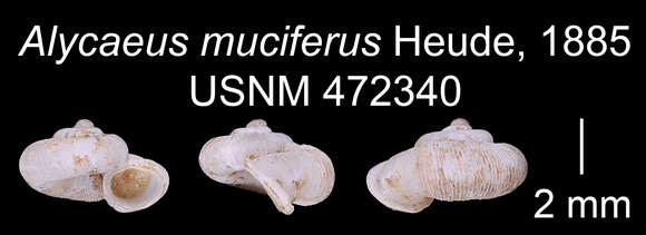 Alycaeus muciferus Heude 1885 resmi