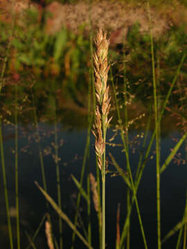 Image of Arctopoa tibetica (Munro ex Stapf) Prob.