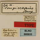 Image of Sophronica longiscapus Breuning 1943