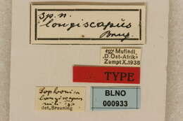 Sophronica longiscapus Breuning 1943的圖片