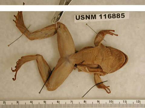 Image of Central American Rain Frog