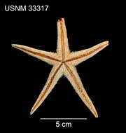 Image of Astropecten americanus (Verrill 1880)