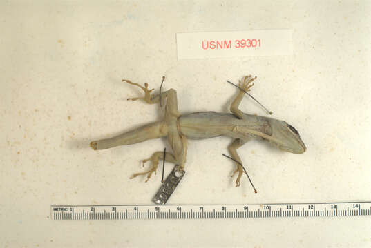 Image of Saint Vincent's Bush Anole