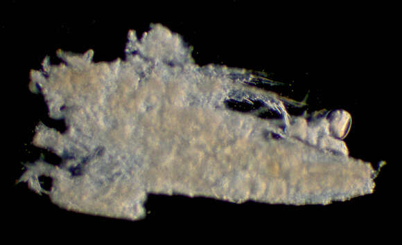 Image of Miraciidae