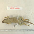 Image of Leiocephalus personatus poikilometes Schwartz 1969