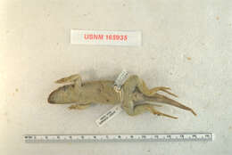 Image of Leiocephalus personatus poikilometes Schwartz 1969