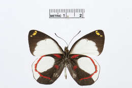 Image of Delias ligata Rothschild 1904