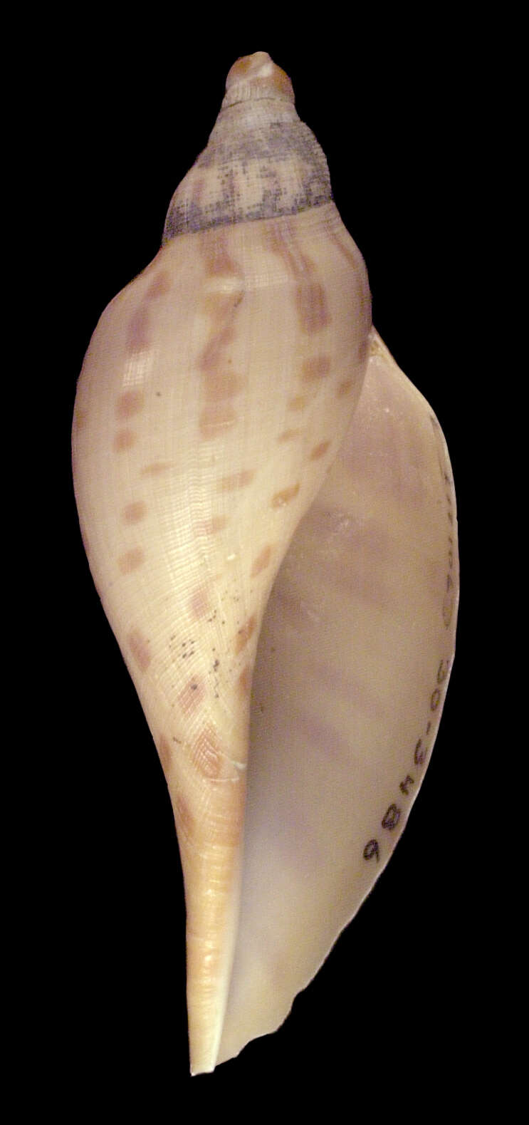 Image of Scaphella evelina Bayer 1971