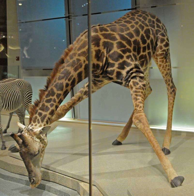 Image of Giraffe