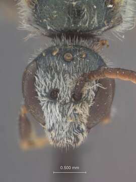 Image of Halictus