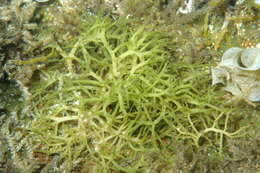 Image of Hydropuntia edulis