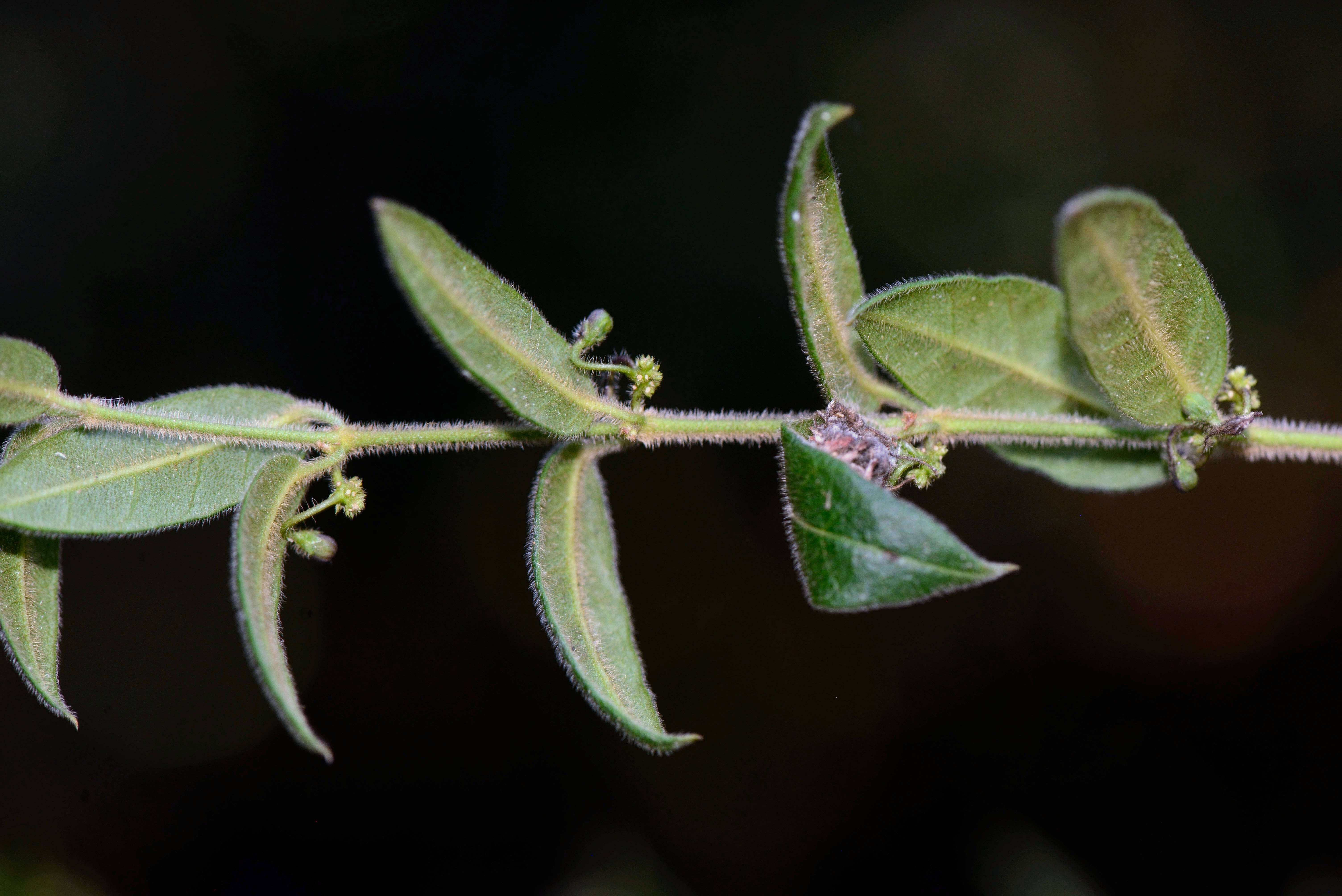 Image of Apocynaceae