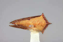 Image of Stirpis jamaicensis McKamey & Deitz 1996