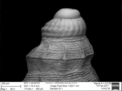 Image of Kurtziella perryae Bartsch & Rehder 1939