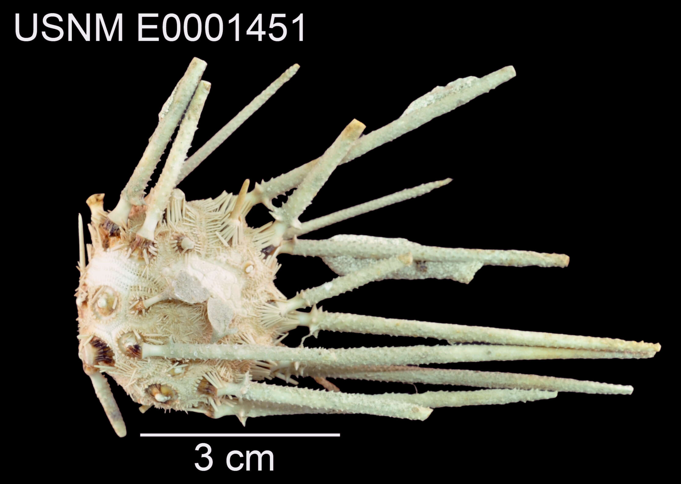 Image of Goniocidaris (Cyrtocidaris) tenuispina major Mortensen 1927