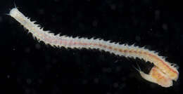 Image of red rock worm