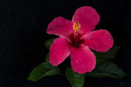 Image of China rose